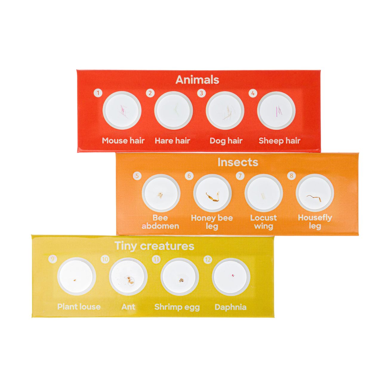 Набор микропрепаратов Levenhuk Фауна, 12 шт. 78224