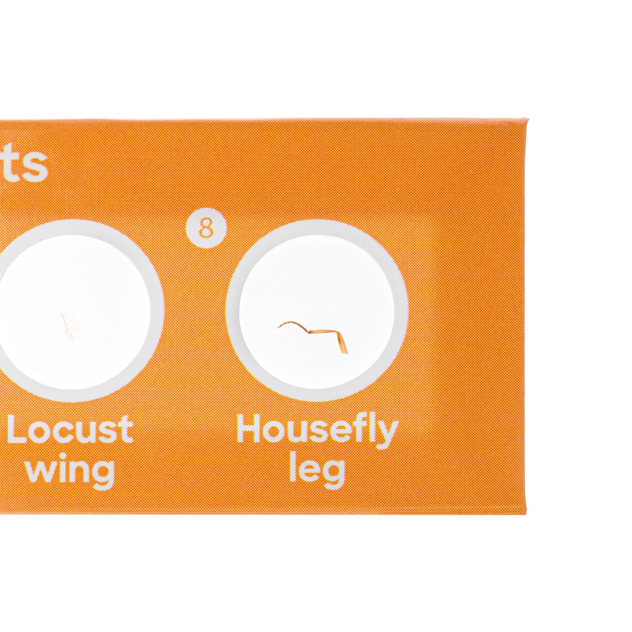 Набор микропрепаратов Levenhuk Фауна, 12 шт. 78224