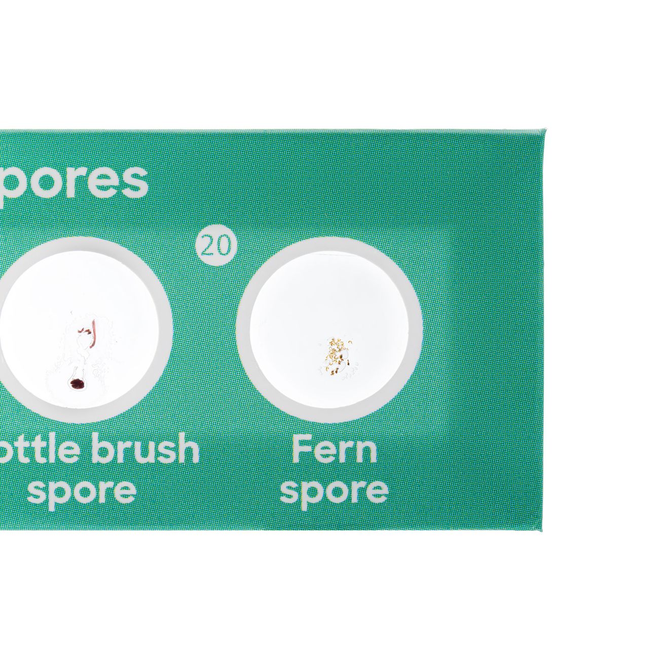 Набор микропрепаратов Levenhuk Флора, 12 шт. 78225