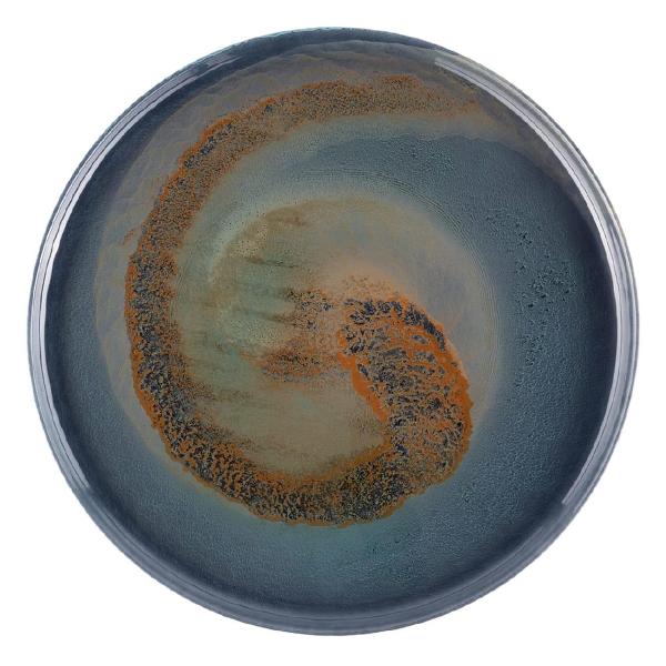 Тарелка столовая Gipfel 43212