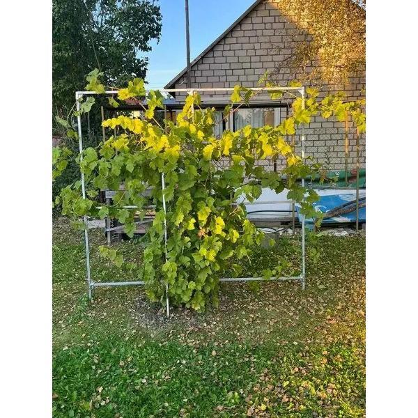 Арка садовая Дружба для винограда из оцинкованной стали 3015729965