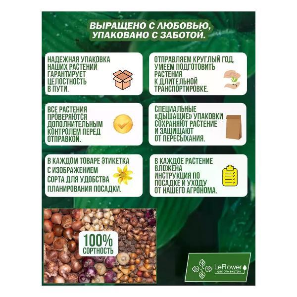 Семена Leflower Многолетние цветы тюльпан микс 10 луковиц