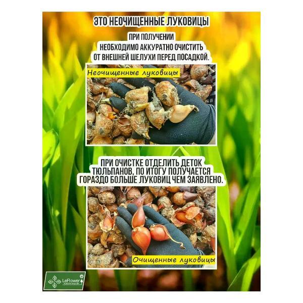 Семена Leflower Многолетние цветы тюльпан микс 10 луковиц