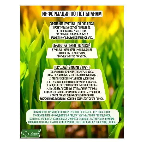 Семена Leflower Многолетние цветы тюльпан микс 10 луковиц