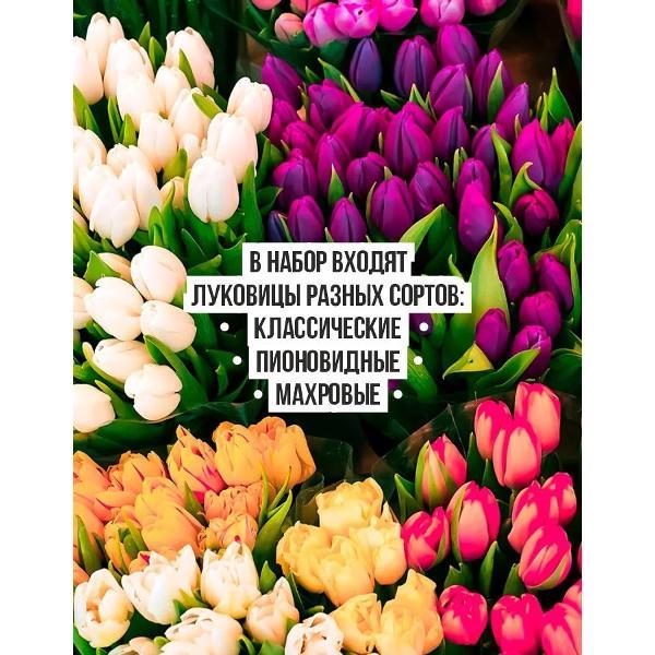 Семена Leflower Многолетние цветы тюльпан микс 10 луковиц