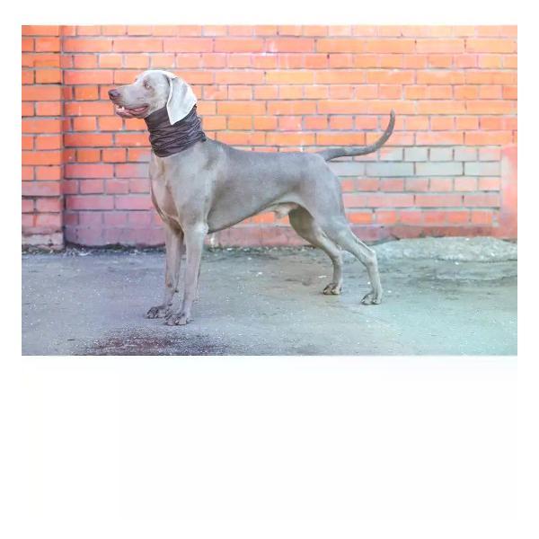 Снуд для собак МОНМОРАНСИ непромокаемый, коричневый, размер М