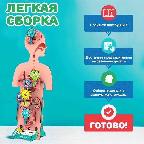 Конструктор Smartivity Человеческое Тело SMRT1222 фото