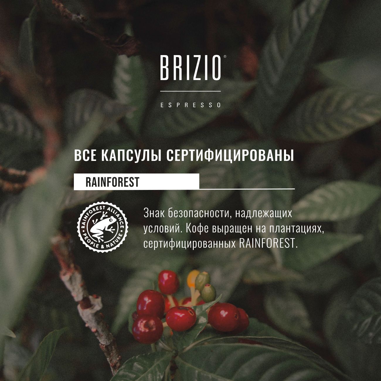 Кофе в капсулах Brizio Espresso Gold 10 капсул