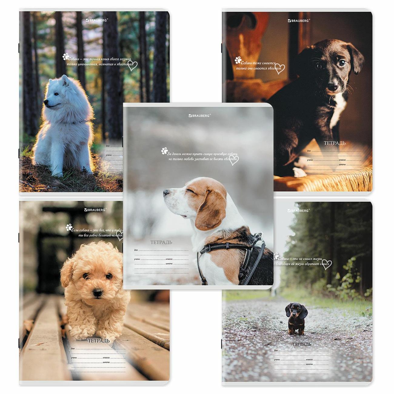 Изображение товара Тетрадь Brauberg 18л. 10шт, Щеночки 106758