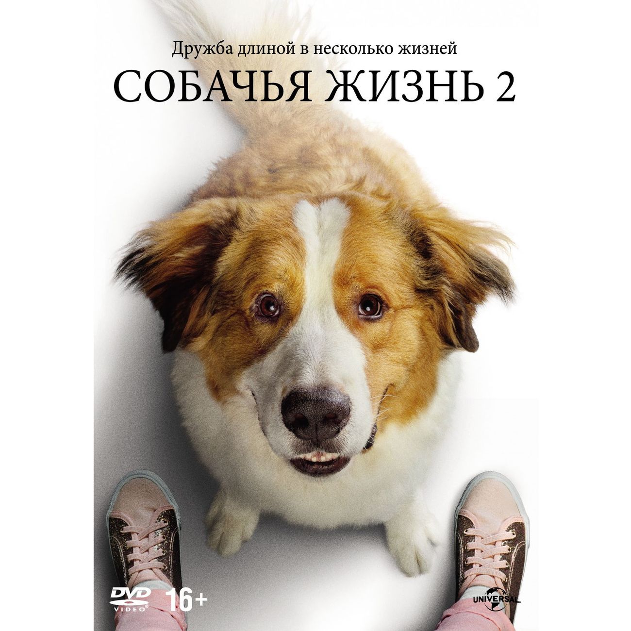 Собачья жизнь дзен