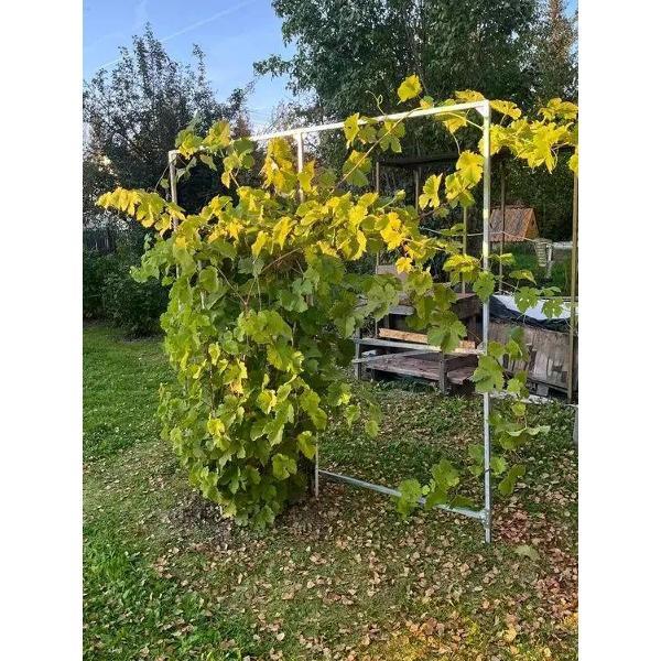 Изображение товара Арка садовая Дружба для винограда из оцинкованной стали 3015624220