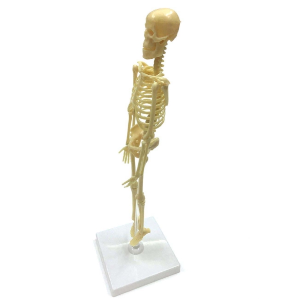 Скелет Человека Фото